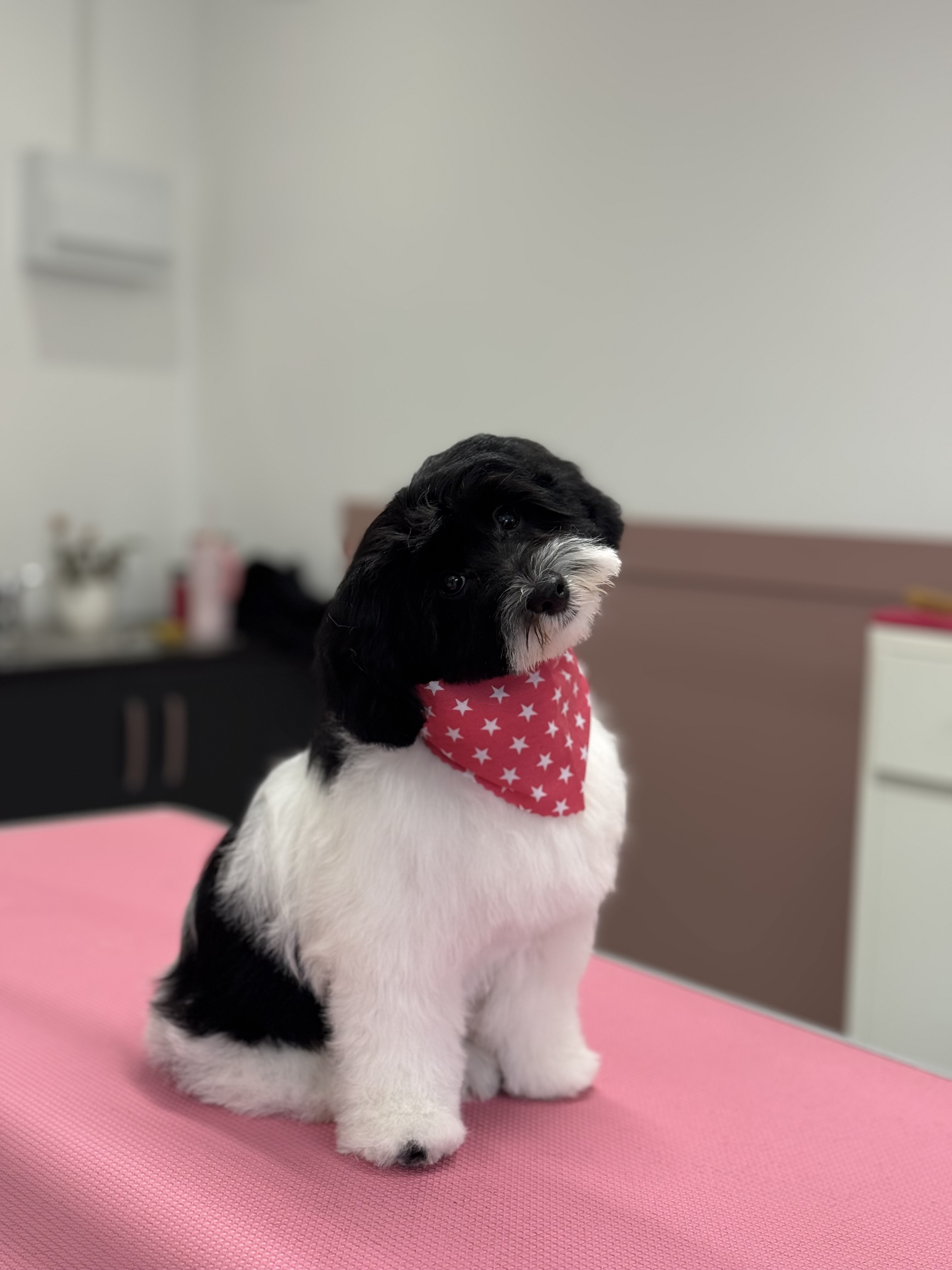 Grooms & Doodles